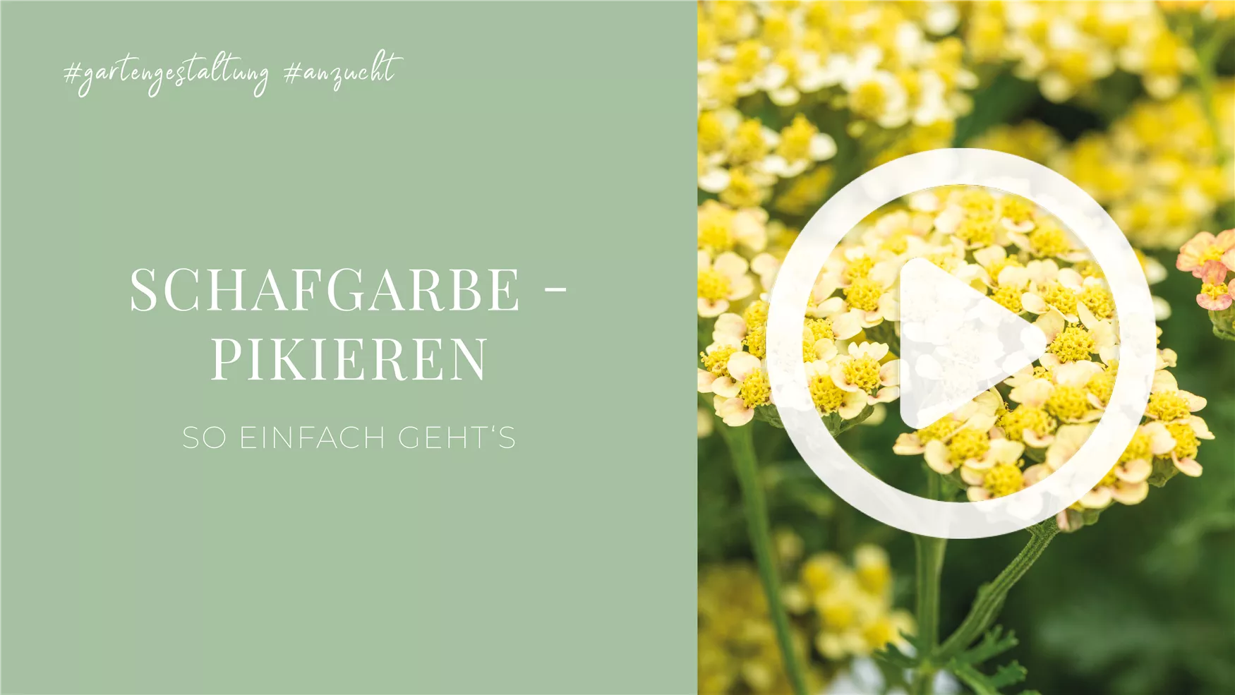 Schafgarbe - Pikieren Schafgarbe - Pikieren