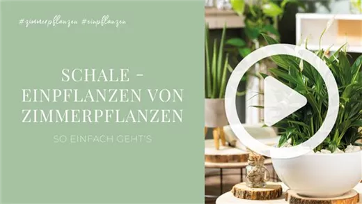 Schale - Einpflanzen von Zimmerpflanzen Schale - Einpflanzen von Zimmerpflanzen