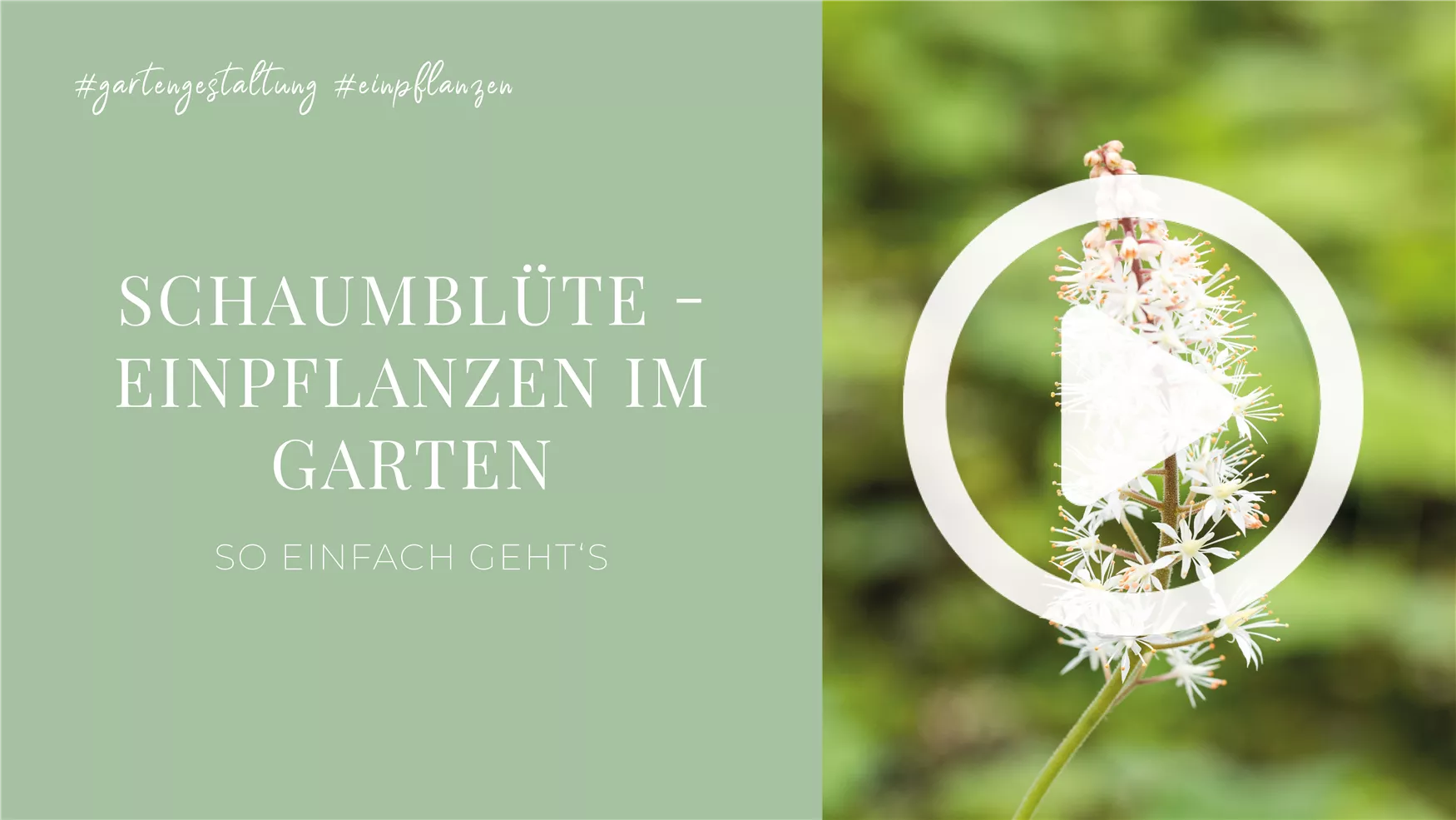 Schaumblüte - Einpflanzen im Garten Schaumblüte - Einpflanzen im Garten