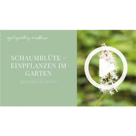 Schaumblüte - Einpflanzen im Garten Schaumblüte - Einpflanzen im Garten