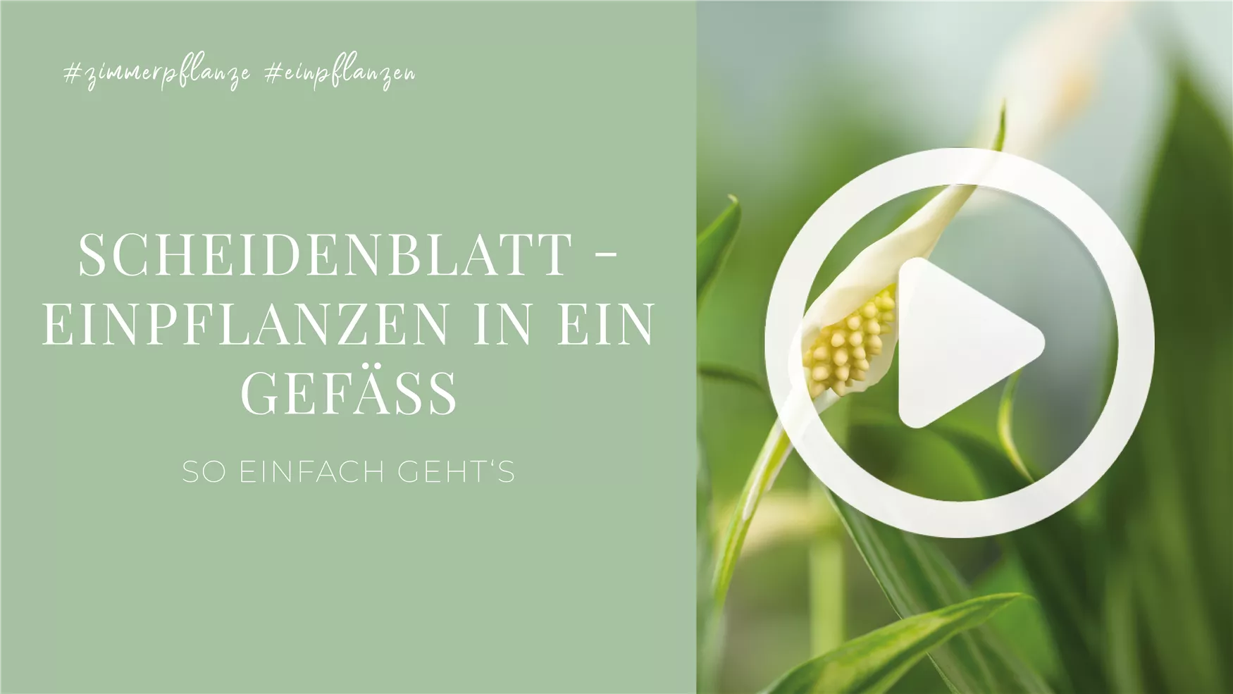 Scheidenblatt - Einpflanzen in ein Gefäß Scheidenblatt - Einpflanzen in ein Gefäß