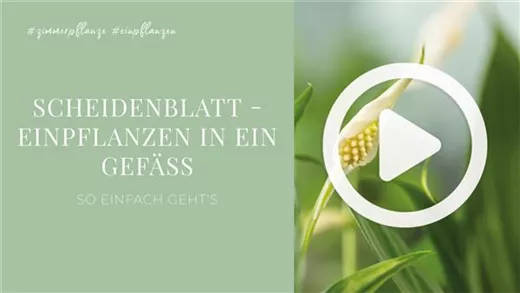 Scheidenblatt - Einpflanzen in ein Gefäß Scheidenblatt - Einpflanzen in ein Gefäß