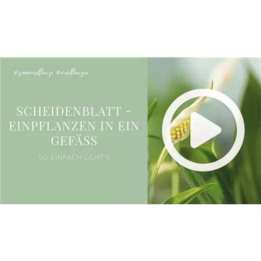 Scheidenblatt - Einpflanzen in ein Gefäß Scheidenblatt - Einpflanzen in ein Gefäß