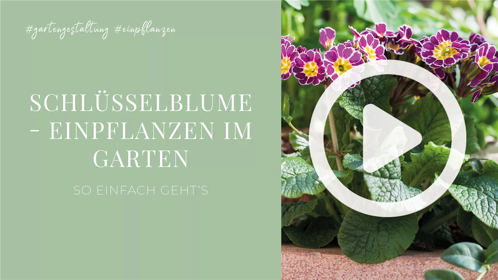Schlüsselblume - Einpflanzen im Garten Schlüsselblume - Einpflanzen im Garten
