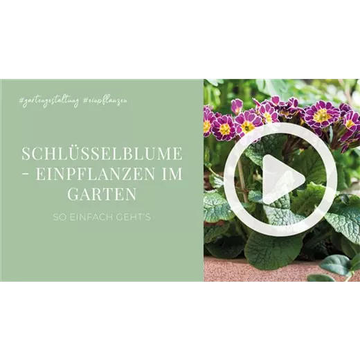 Schlüsselblume - Einpflanzen im Garten Schlüsselblume - Einpflanzen im Garten