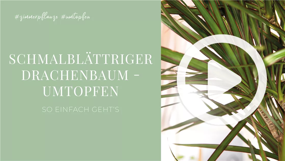 buy dracena plant Buy Dracaena Marginata for Sale | Buy Houseplants Online main image 0