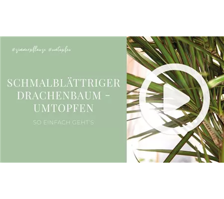 Schmalblättriger Drachenbaum - Umtopfen Schmalblättriger Drachenbaum - Umtopfen