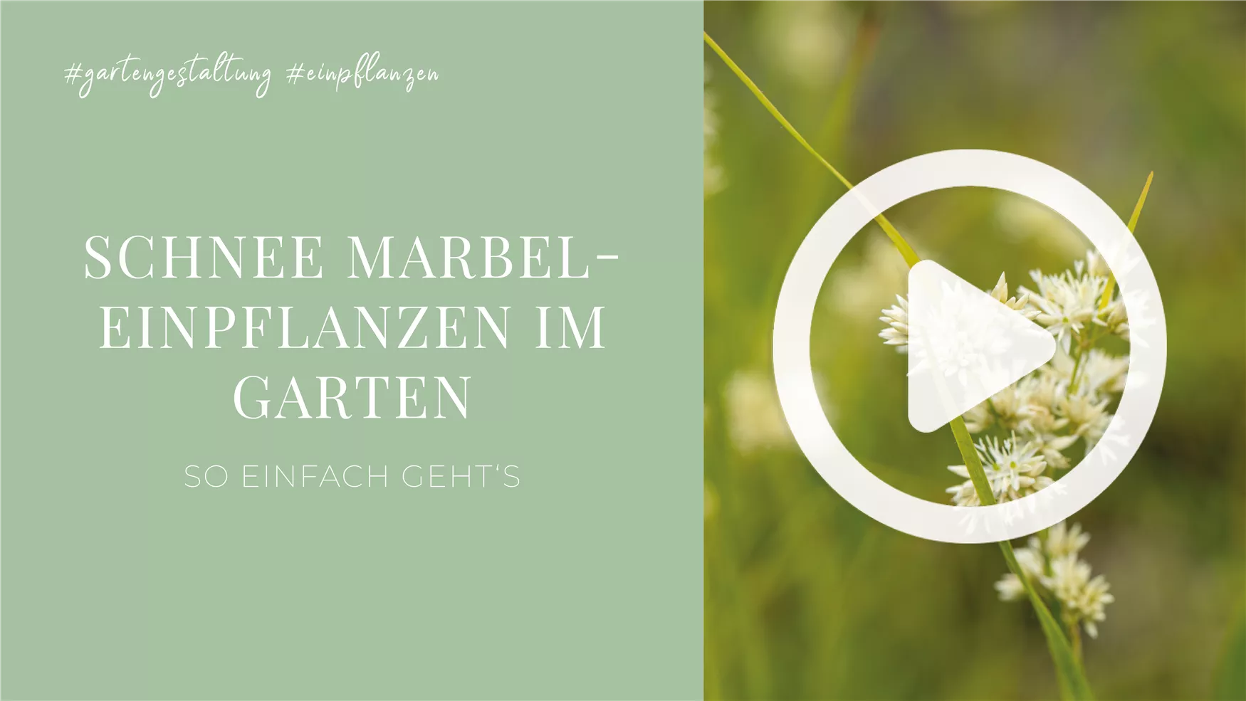 Schnee Marbel- Einpflanzen im Garten Schnee Marbel- Einpflanzen im Garten
