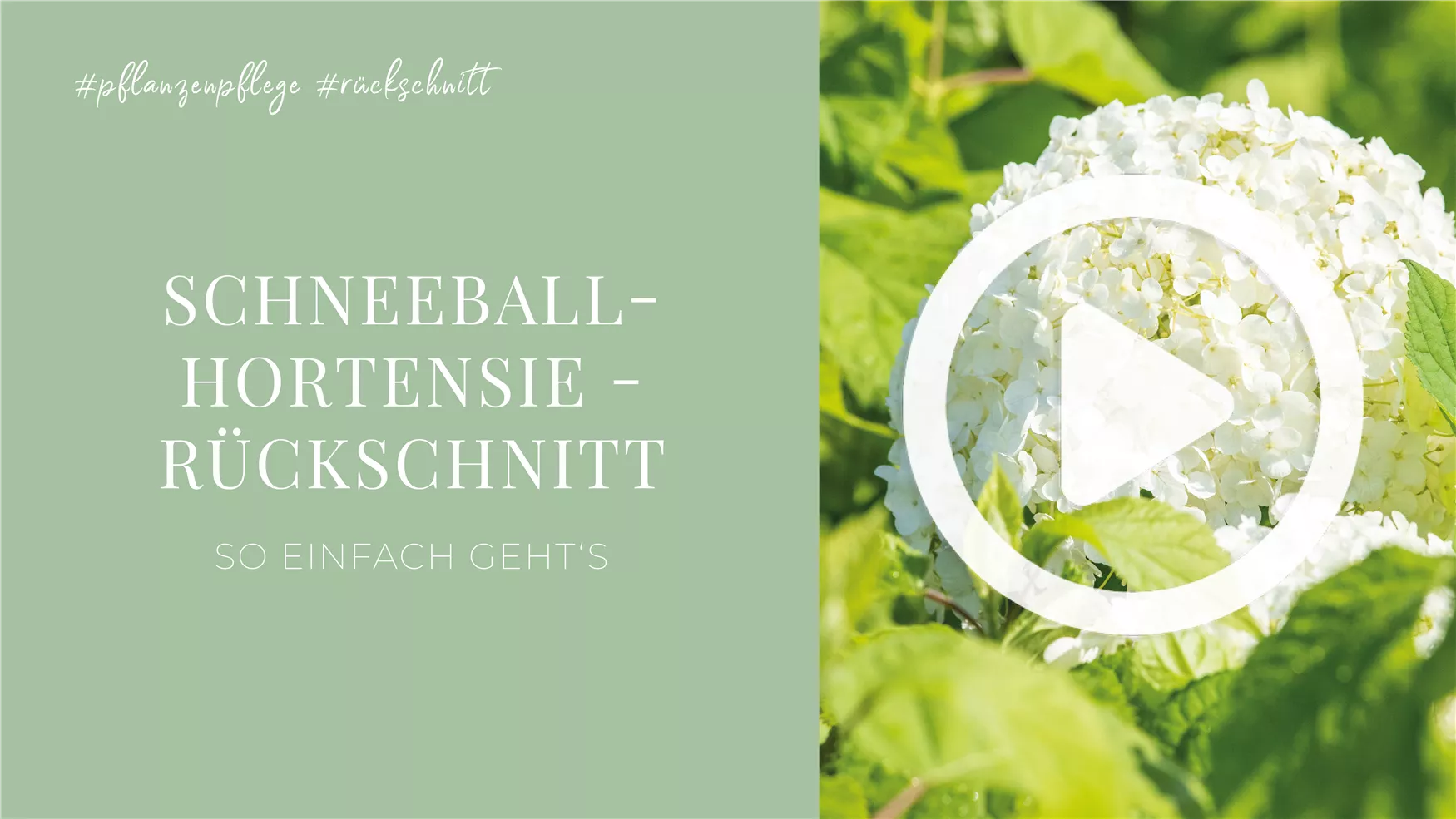 Schneeballhortensie - Rückschnitt Schneeballhortensie - Rückschnitt