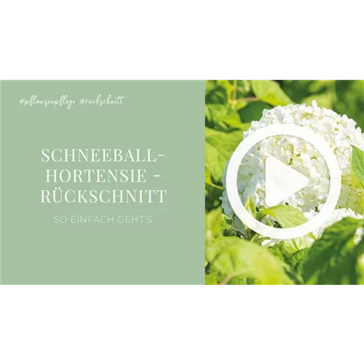 Schneeballhortensie - Rückschnitt Schneeballhortensie - Rückschnitt