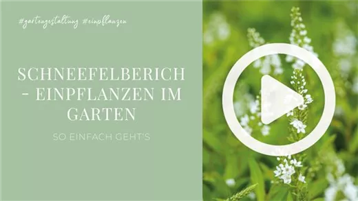 Schneefelberich - Einpflanzen im Garten