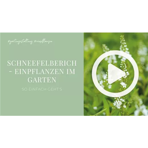 Schneefelberich - Einpflanzen im Garten Schneefelberich - Einpflanzen im Garten