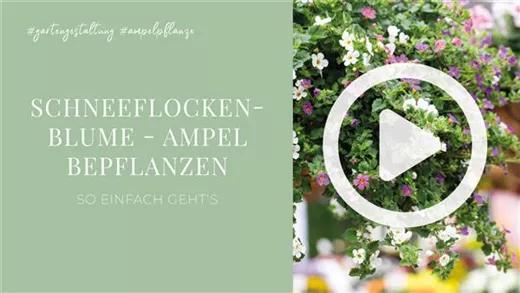 Schneeflockenblume - Ampel Bepflanzen
