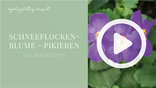Schneeflockenblume - Pikieren Schneeflockenblume - Pikieren