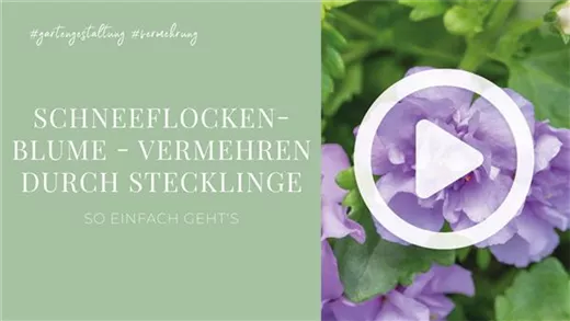 Schneeflockenblume - Vermehren durch Stecklinge Schneeflockenblume - Vermehren durch Stecklinge