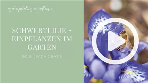 Schwertlilie - Einpflanzen im Garten
