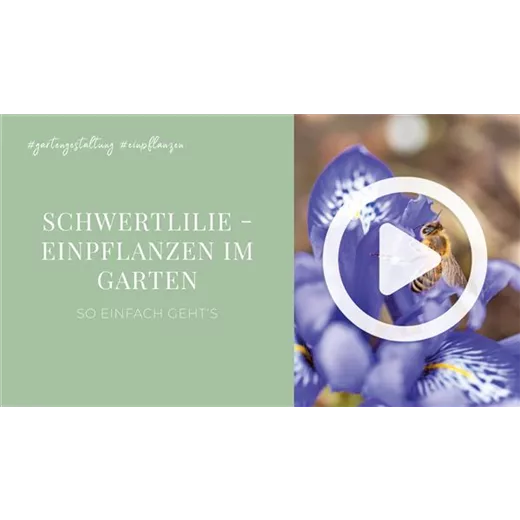 Schwertlilie - Einpflanzen im Garten Schwertlilie - Einpflanzen im Garten