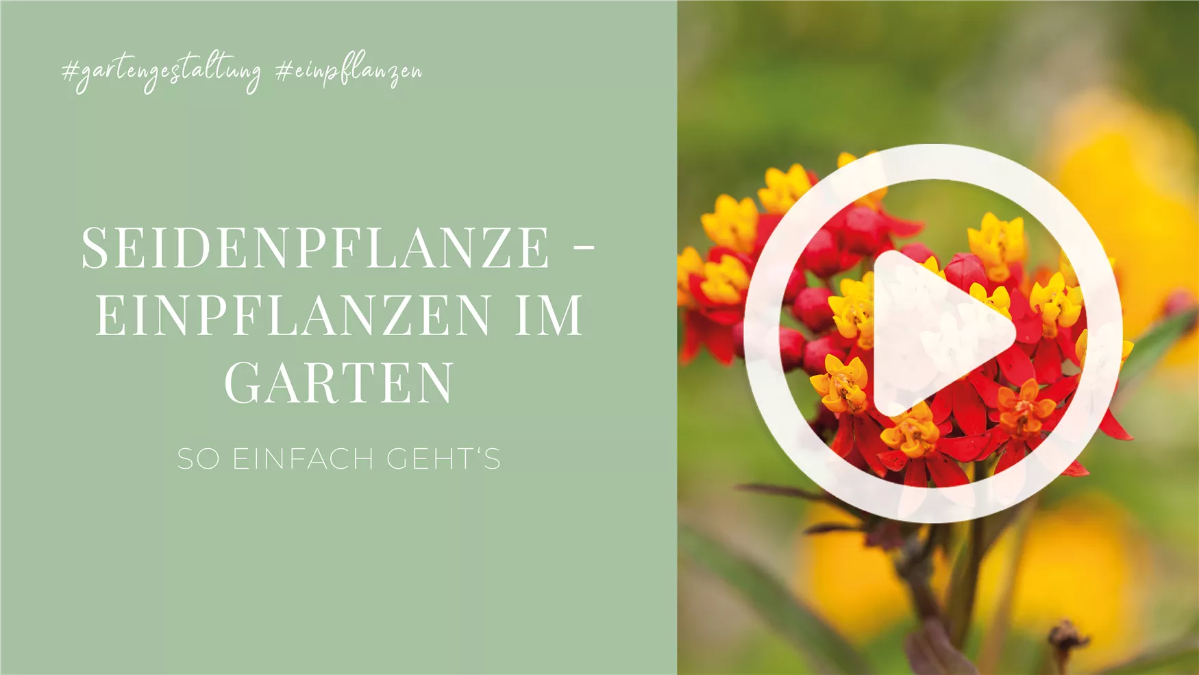 Seidenpflanze - Einpflanzen im Garten Seidenpflanze - Einpflanzen im Garten