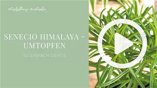 Senecio Himalaya - Umtopfen Senecio Himalaya - Umtopfen