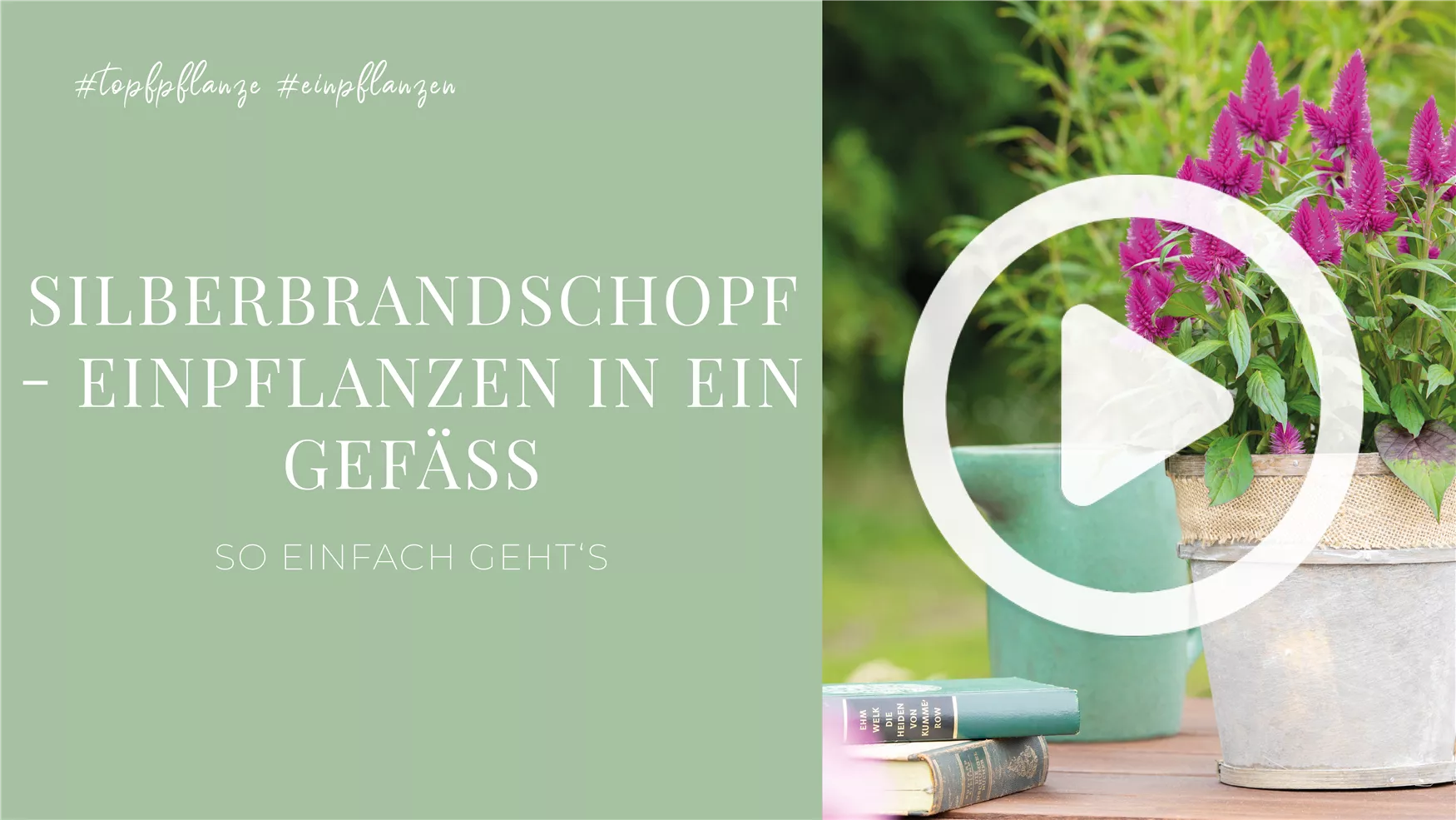 Silberbrandschopf - Einpflanzen in ein Gefäß