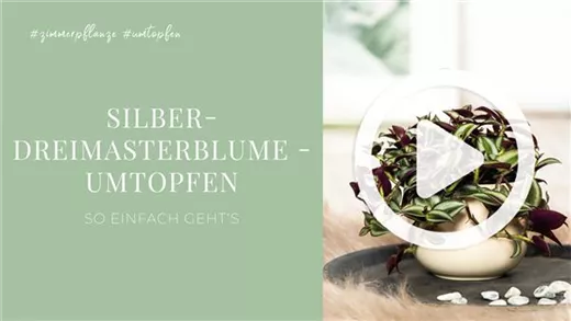 Silber-Dreimasterblume - Umtopfen