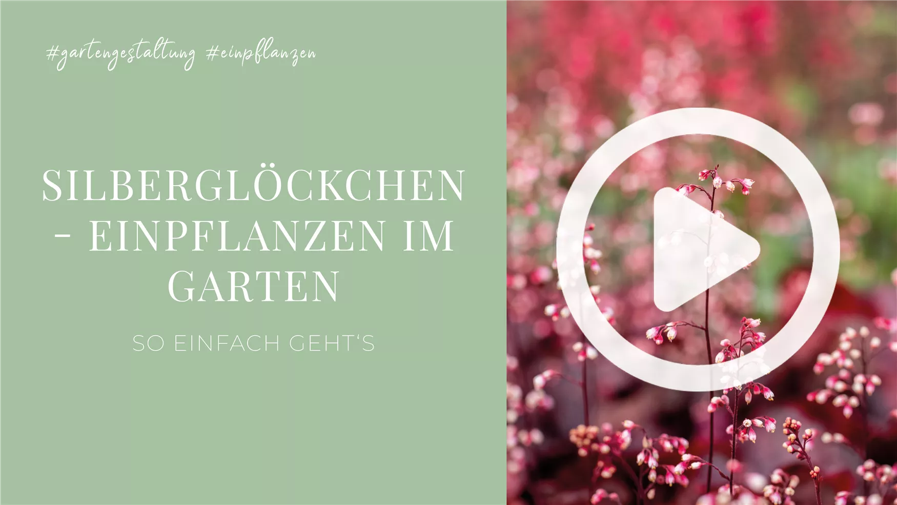 Silberglöckchen - Einpflanzen im Garten Silberglöckchen - Einpflanzen im Garten