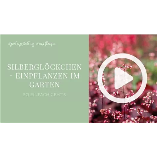 Silberglöckchen - Einpflanzen im Garten Silberglöckchen - Einpflanzen im Garten