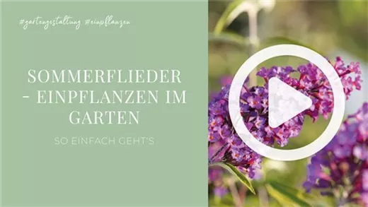 Sommerflieder - Einpflanzen im Garten