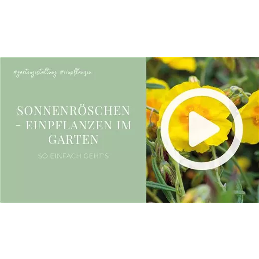Sonnenröschen - Einpflanzen im Garten Sonnenröschen - Einpflanzen im Garten