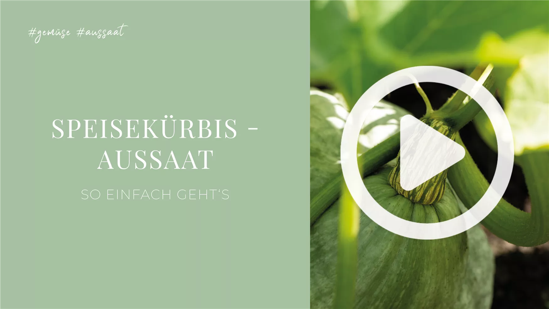 Speisekürbis - Aussaat Speisekürbis - Aussaat