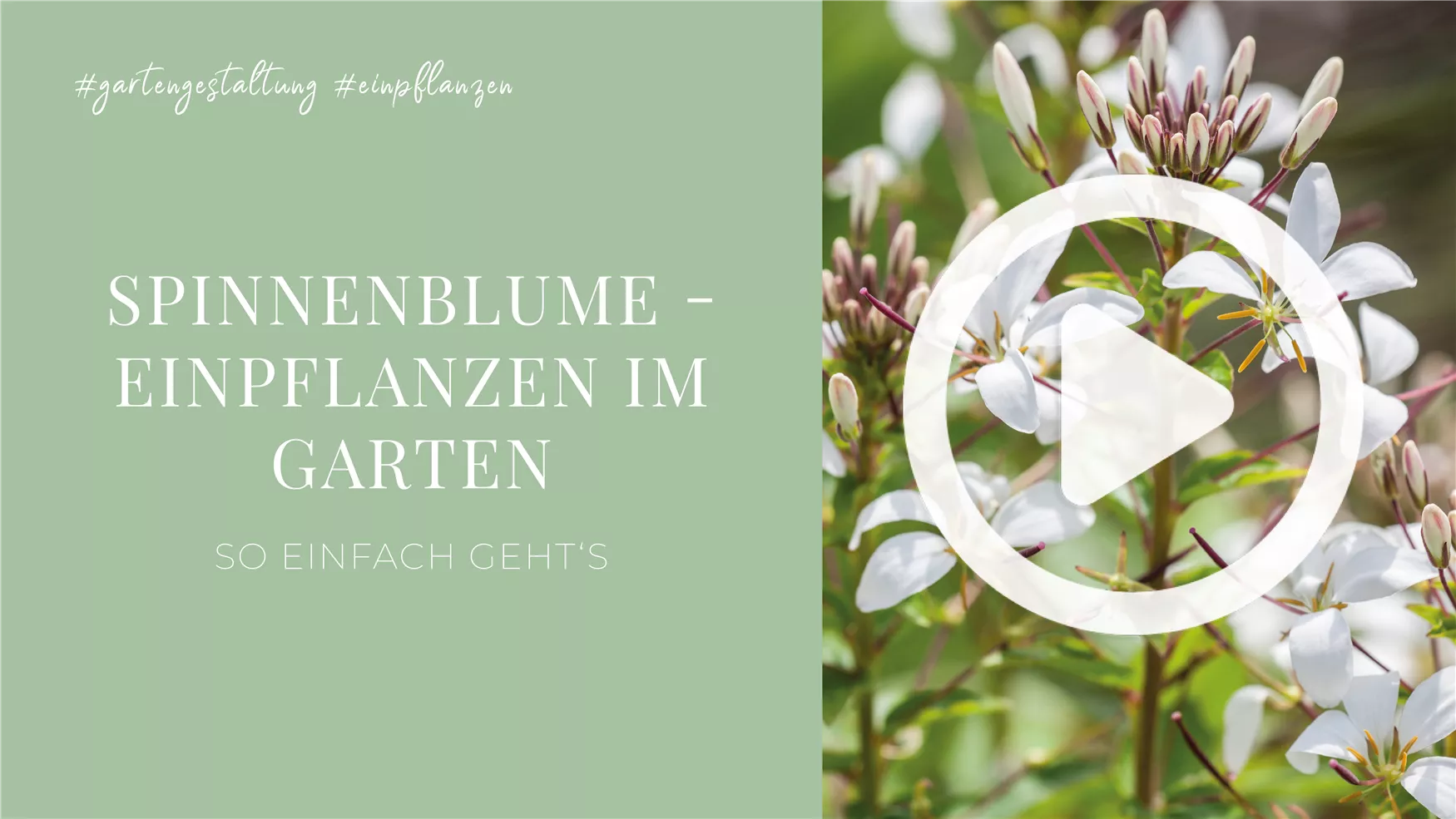 Spinnenblume - Einpflanzen im Garten Spinnenblume - Einpflanzen im Garten