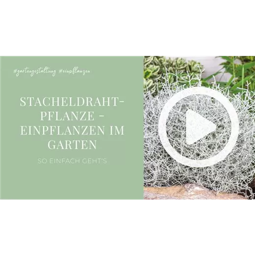 Stacheldrahtpflanze - Einpflanzen im Garten Stacheldrahtpflanze - Einpflanzen im Garten