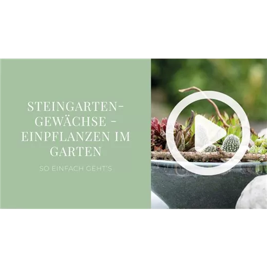 Steingartengewächse - Einpflanzen in ein Gefäß Steingartengewächse - Einpflanzen in ein Gefäß