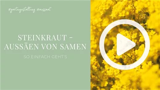 Steinkraut - Aussäen von Samen Steinkraut - Aussäen von Samen