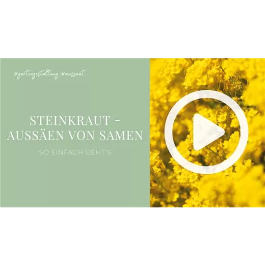 Steinkraut - Aussäen von Samen Steinkraut - Aussäen von Samen