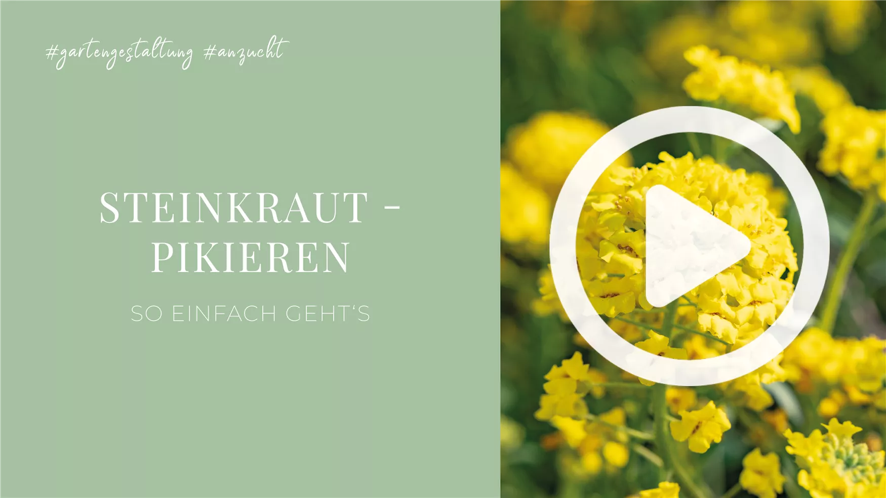 Steinkraut - Pikieren Steinkraut - Pikieren