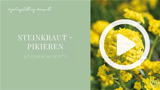 Steinkraut - Pikieren Steinkraut - Pikieren