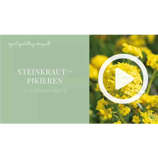 Steinkraut - Pikieren Steinkraut - Pikieren