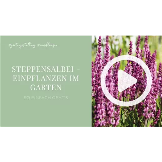 Steppensalbei - Einpflanzen im Garten Steppensalbei - Einpflanzen im Garten