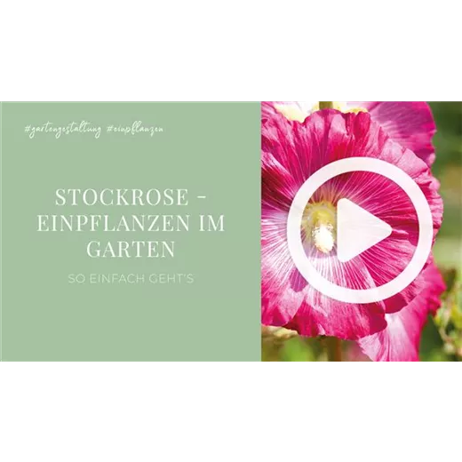 Stockrose - Einpflanzen im Garten Stockrose - Einpflanzen im Garten