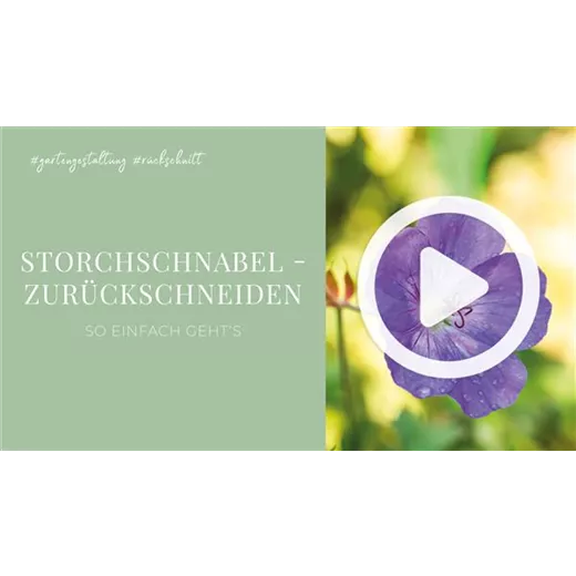 Storchschnabel - Zurückschneiden Storchschnabel - Zurückschneiden