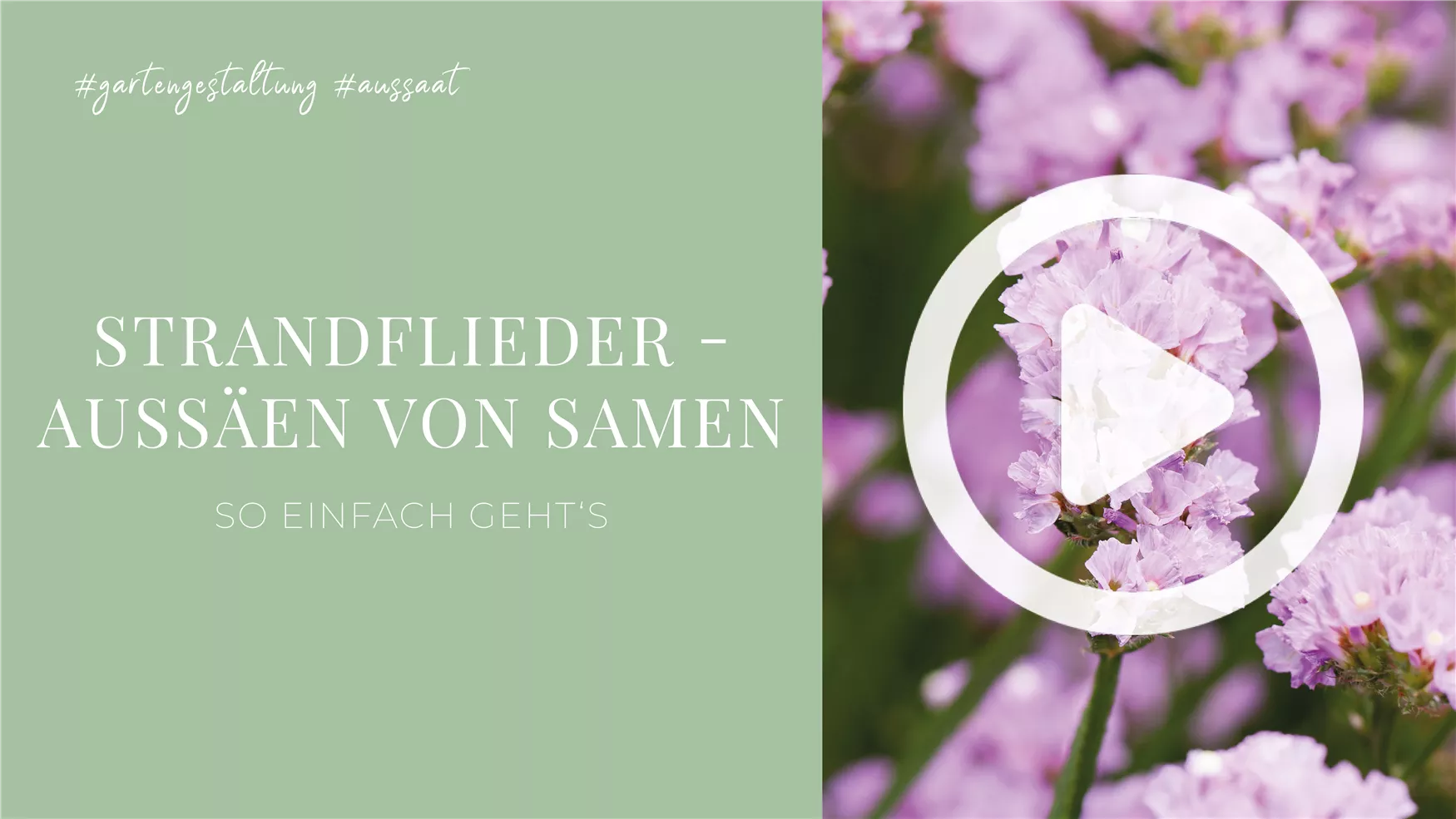 Strandflieder - Aussäen von Samen Strandflieder - Aussäen von Samen