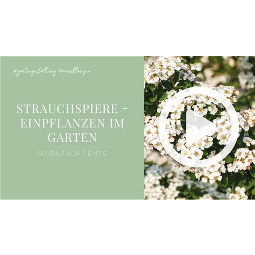Strauchspiere - Einpflanzen im Garten