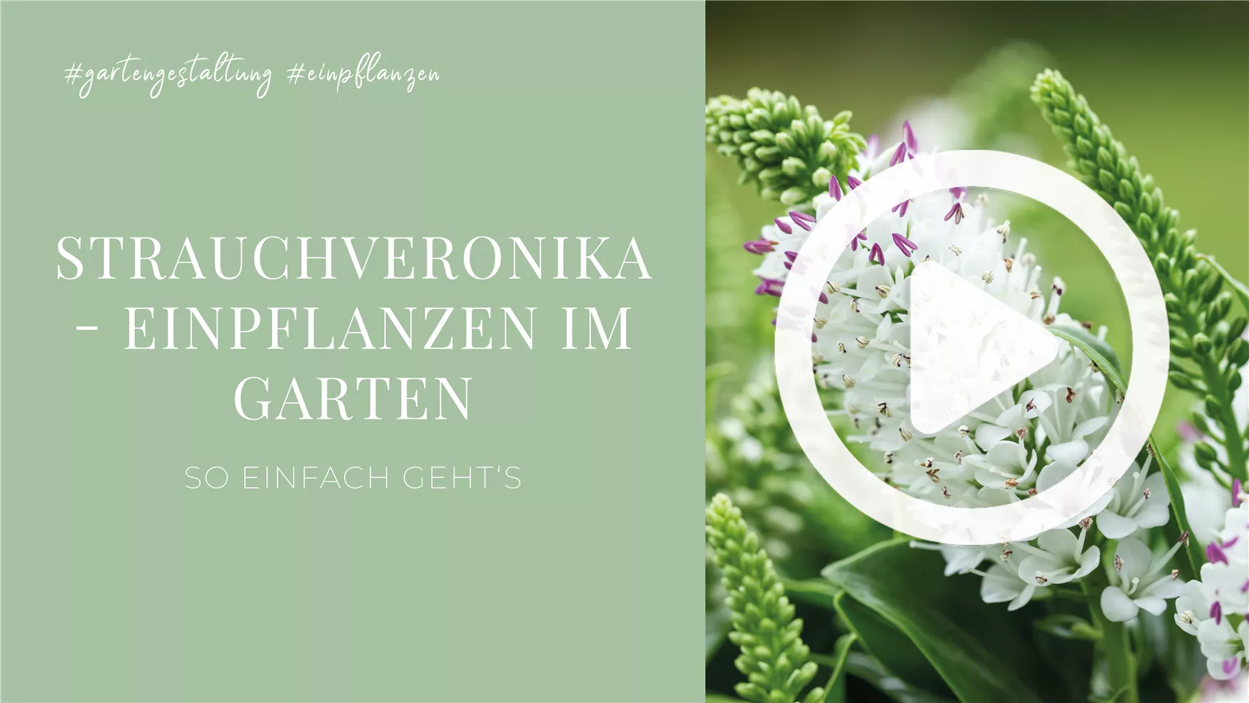 Strauchveronika - Einpflanzen im Garten Strauchveronika - Einpflanzen im Garten