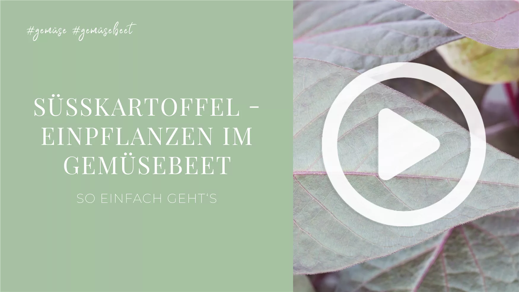Süßkartoffel - Einpflanzen im Gemüsebeet Süßkartoffel - Einpflanzen im Gemüsebeet
