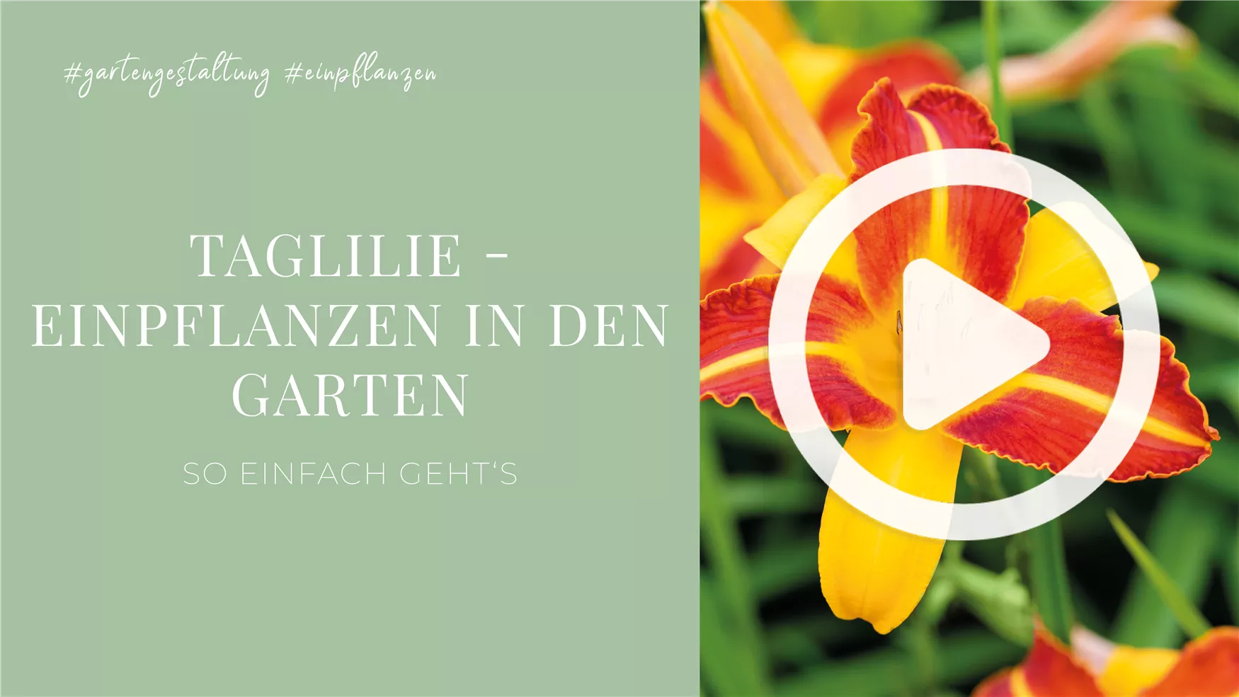 Taglilie - Einpflanzen in den Garten Taglilie - Einpflanzen in den Garten