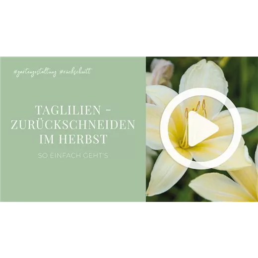 Taglilien - Zurückschneiden im Herbst