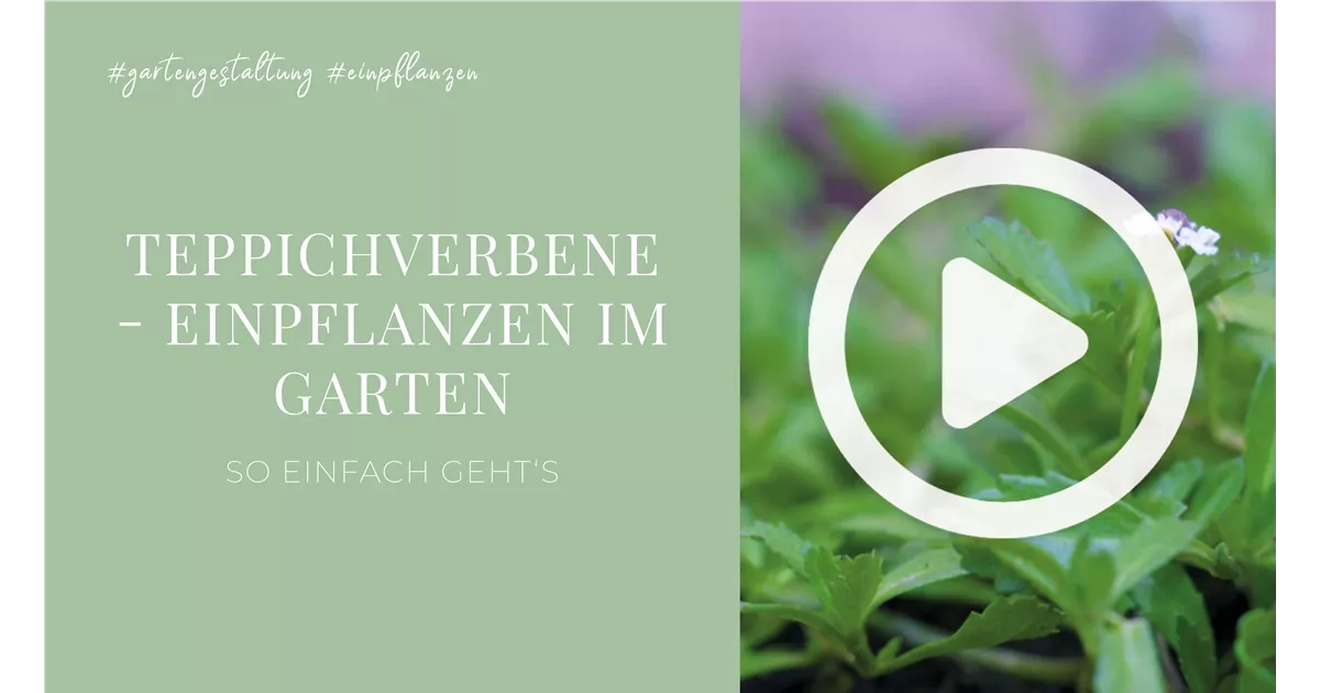 Teppichverbene - Einpflanzen im Garten