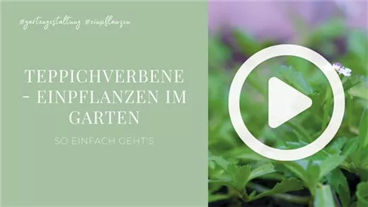 Teppichverbene - Einpflanzen im Garten