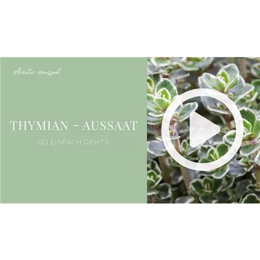 Thymian - Aussaat Thymian - Aussaat